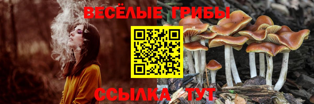 Галлюциногенные грибы Psilocybe  Вход с VPN  Кстово  хочу   Псилоцибиновые грибы Magic Shrooms 